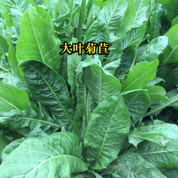 大葉菊苣----高蛋白質含量，防畜禽拉稀、止瀉飼草